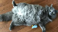 A cat doesn't ask for affection: the true meaning of the belly-up pose will surprise everyone