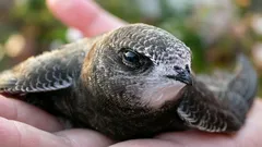 Sleep on the fly, eat in the air: amazing birds that don't land for 10 months